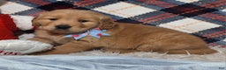 Golden Retriever dogs for sale: Anthony - Ad 2