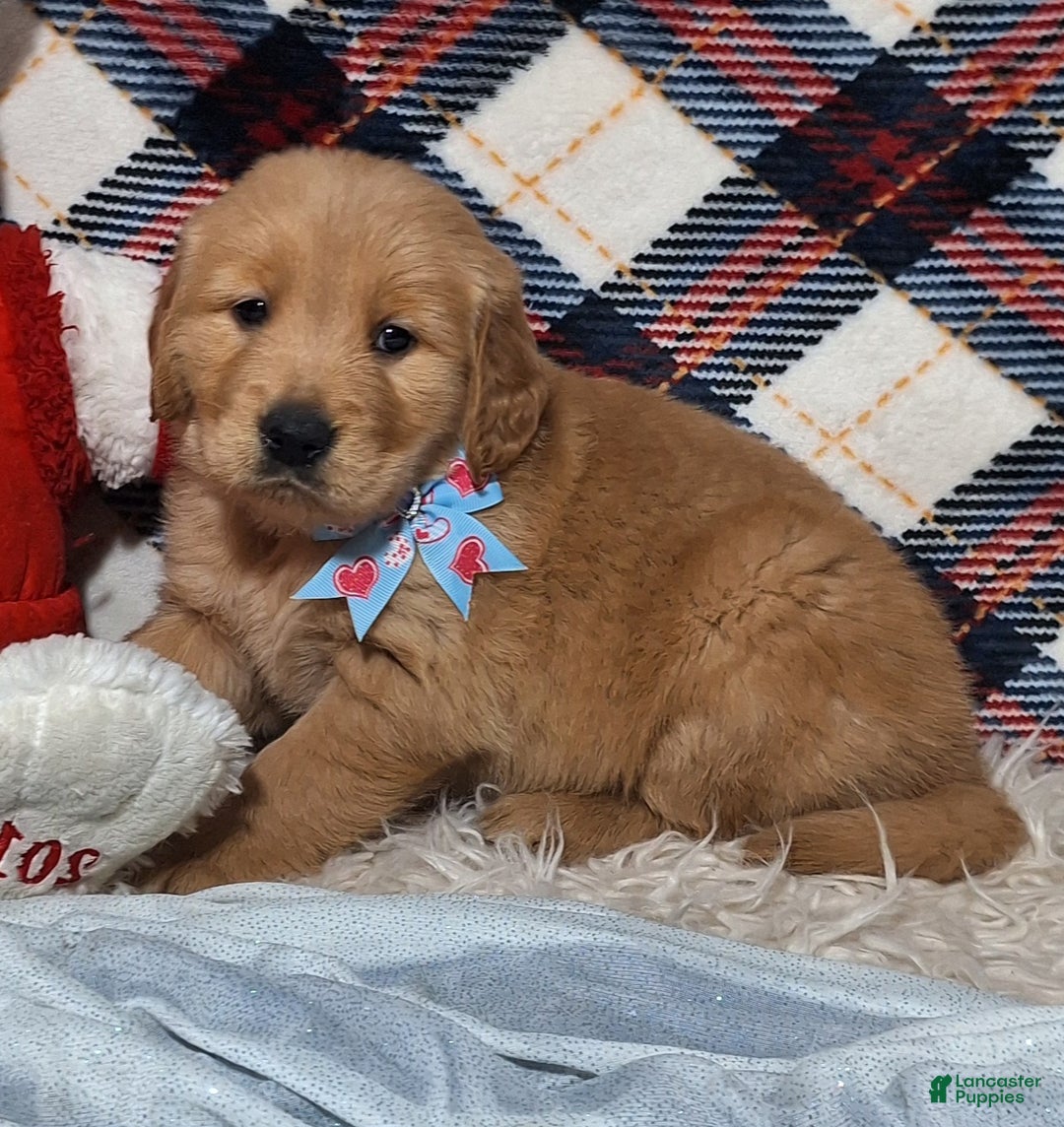 Golden Retriever dogs for sale: Anthony - Ad 2
