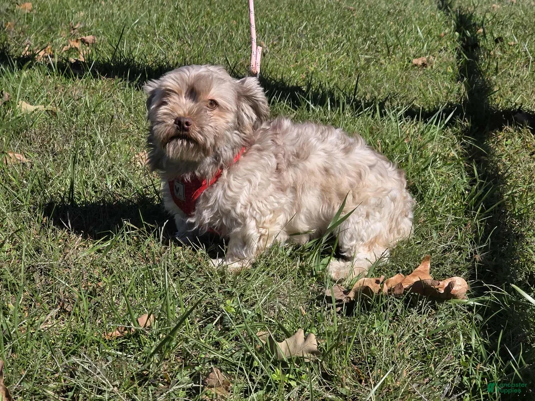 Havanese dogs for sale: Milo - Ad 7