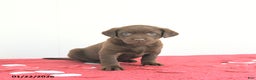 Labrador Retriever dogs for sale: Aurora - Ad 2