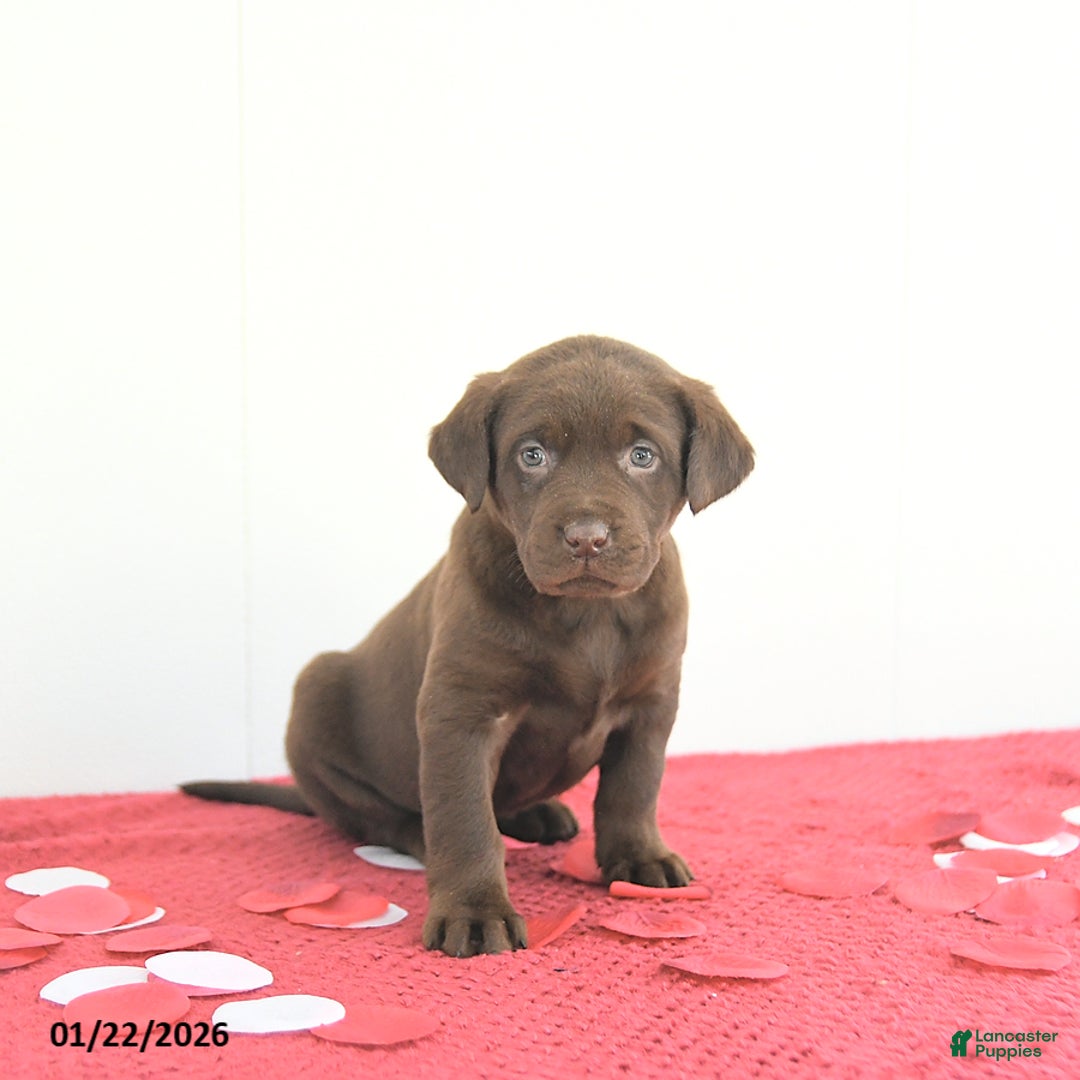 Labrador Retriever dogs for sale: Aurora - Ad 2
