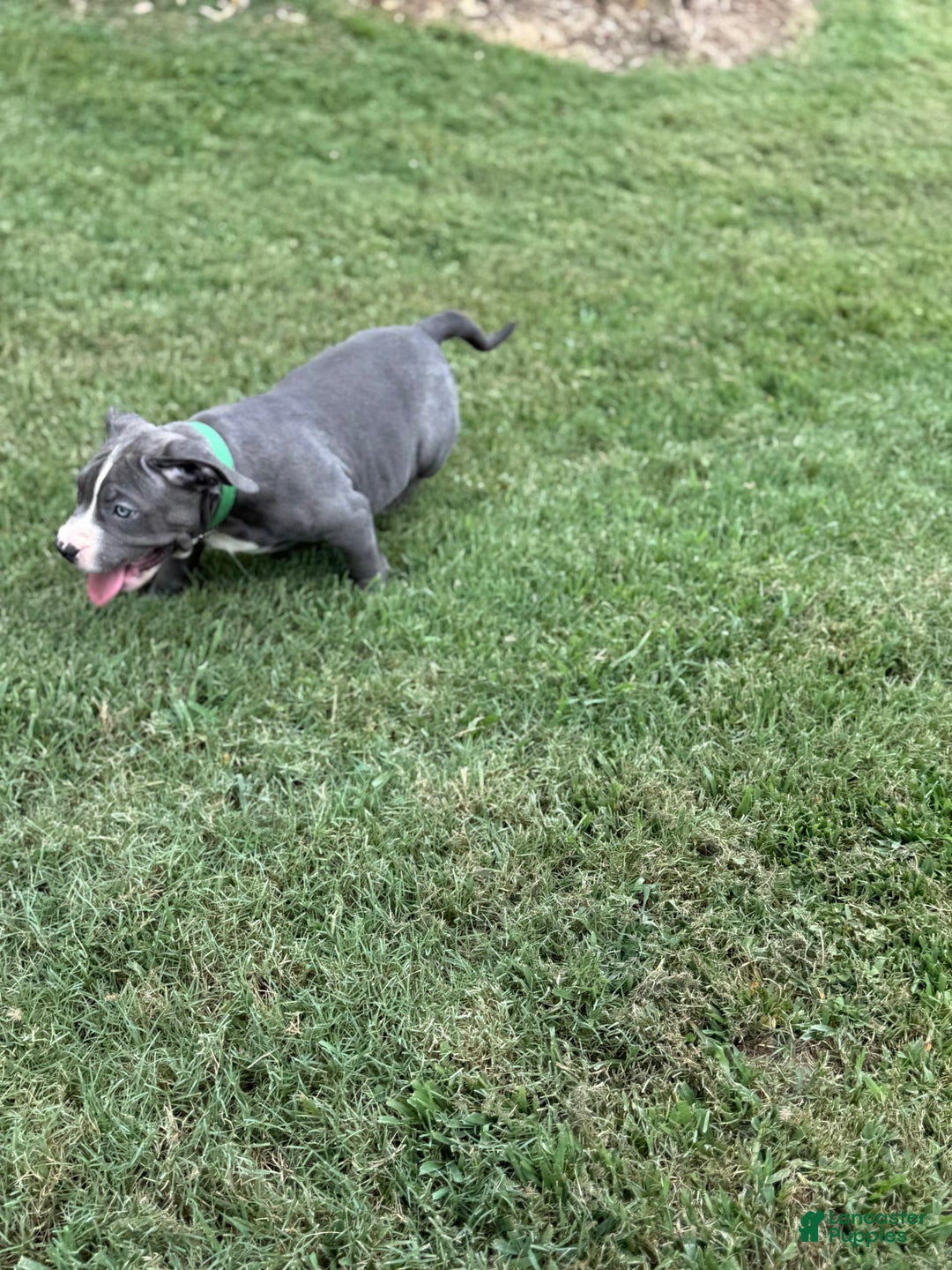 American Bully dogs for sale: American Bully 4 puppies - Ad 24