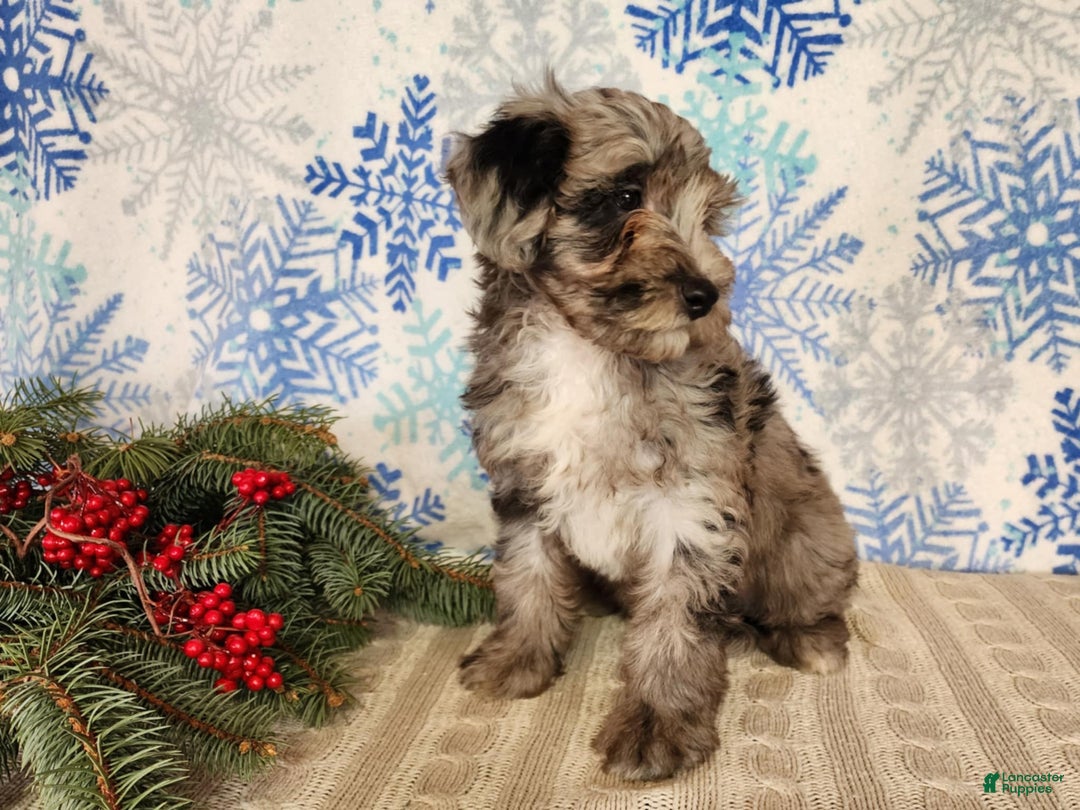 Mini Bernedoodle dogs for sale: Blitz - Ad 20