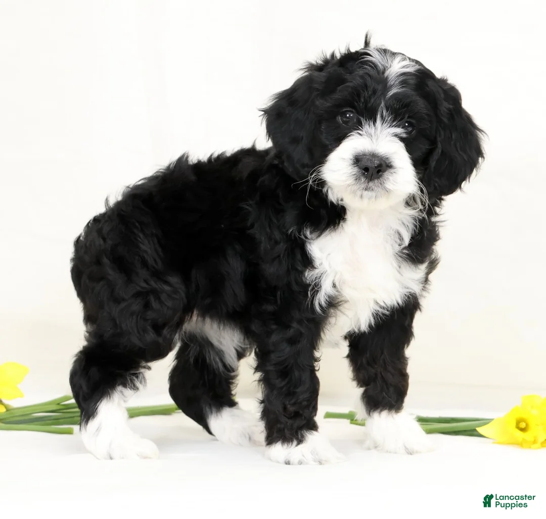 Cockapoo dogs for sale: Butter Puff - Ad 1