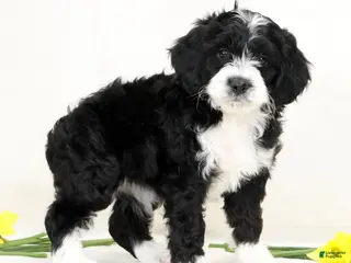 Cockapoo dogs for sale: Butter Puff - Ad 1