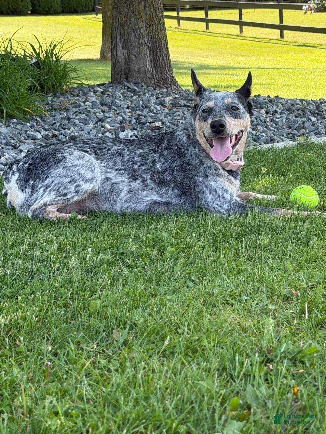 Australian Cattle Dog dogs for sale: Australian Cattle Dog Puppy 2 - Ad 2