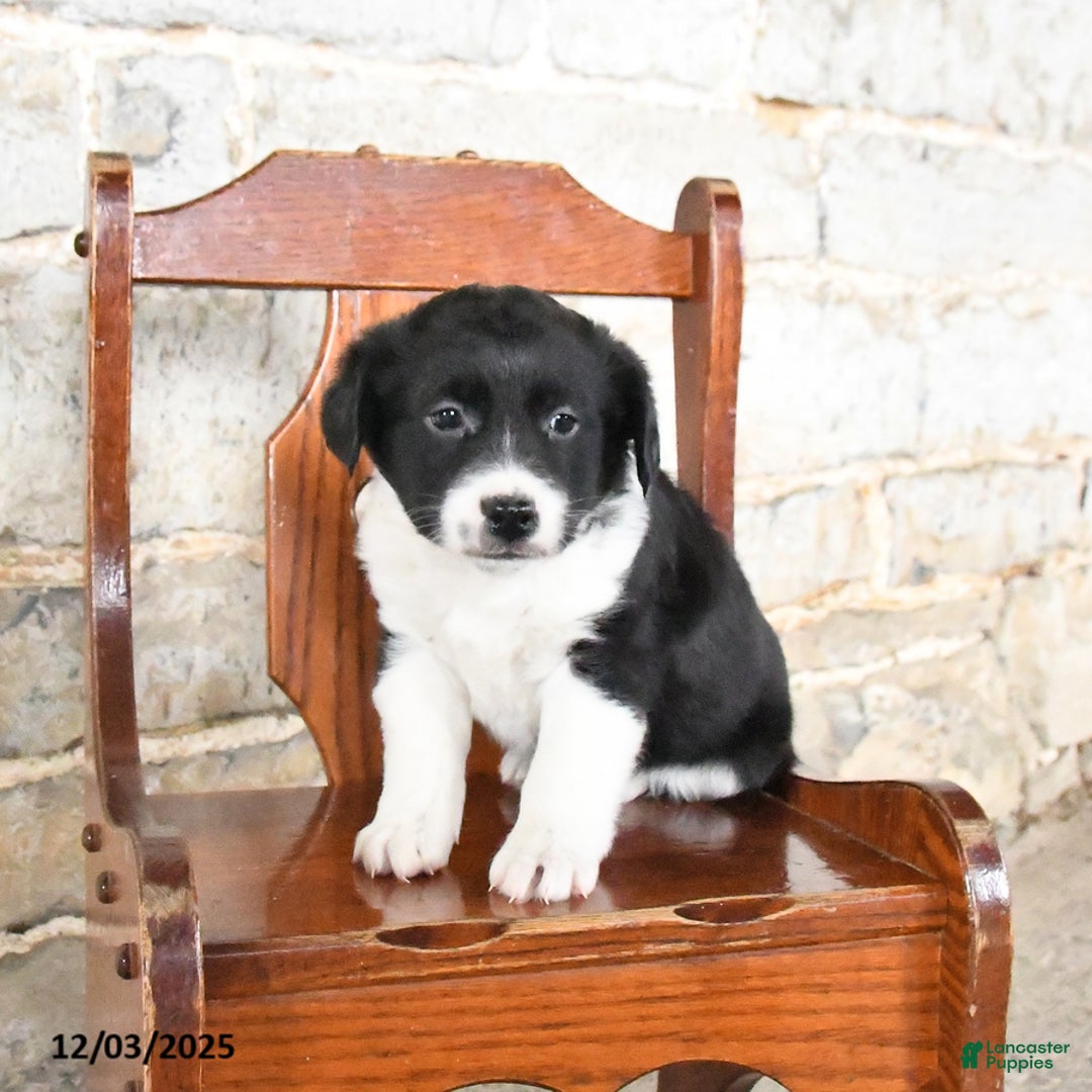Mini Aussiedoodle dogs for sale: Chili - Ad 1
