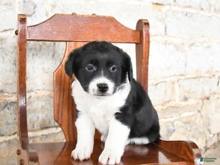 Mini Aussiedoodle dogs Chili - Ad 24