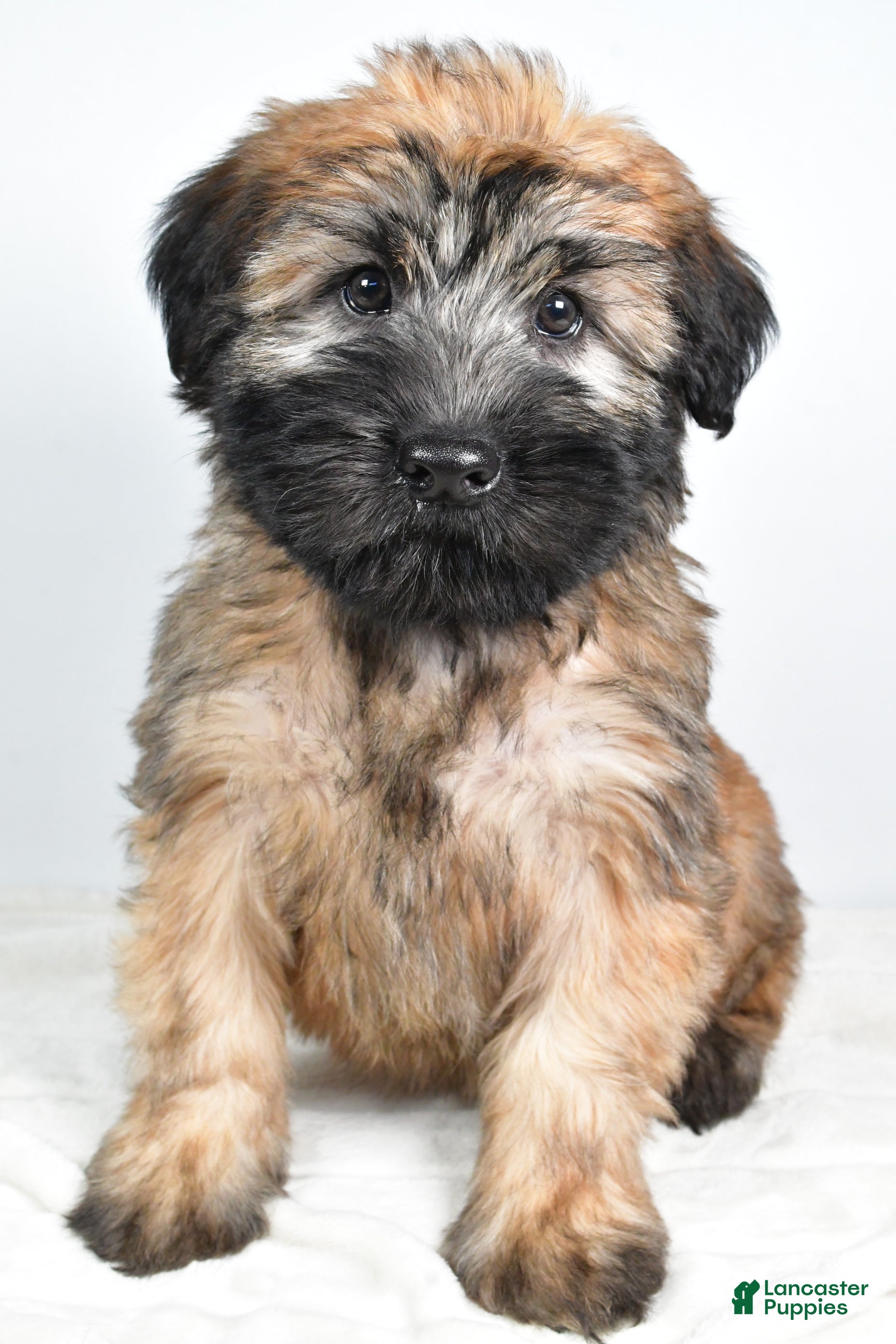 Soft Coated Wheaten Terrier Puppies for sale in Macomb, Michigan