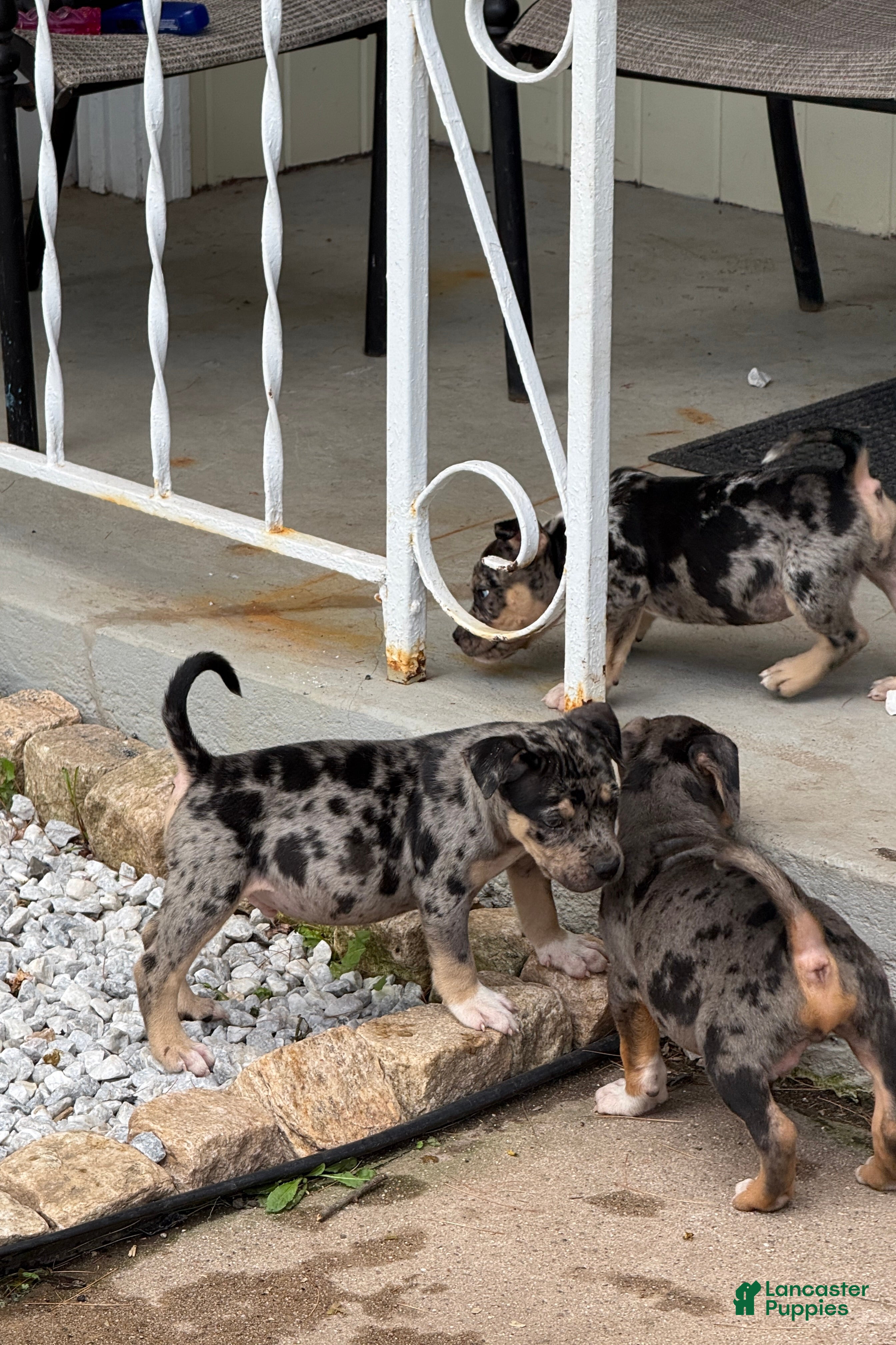 American Bully dogs Monopoly - Ad 2