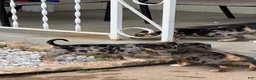 American Bully dogs for sale: Monopoly - Ad 2