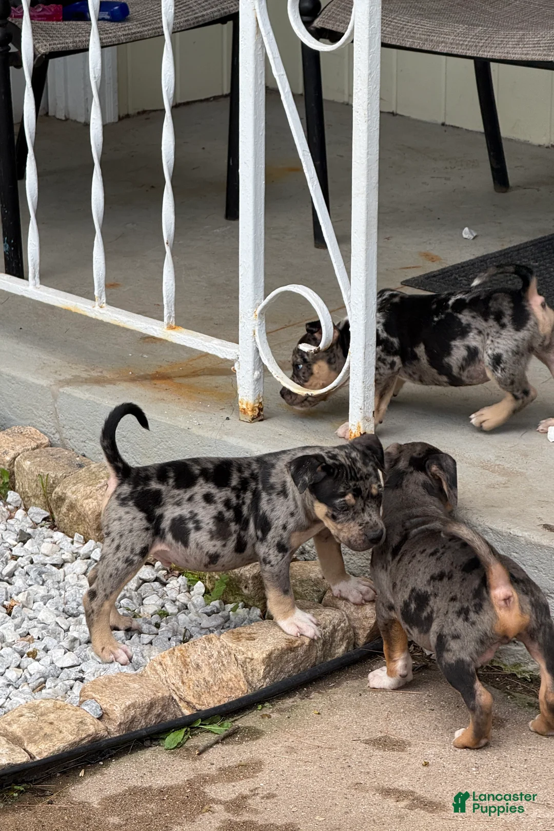 American Bully dogs for sale: Monopoly - Ad 2