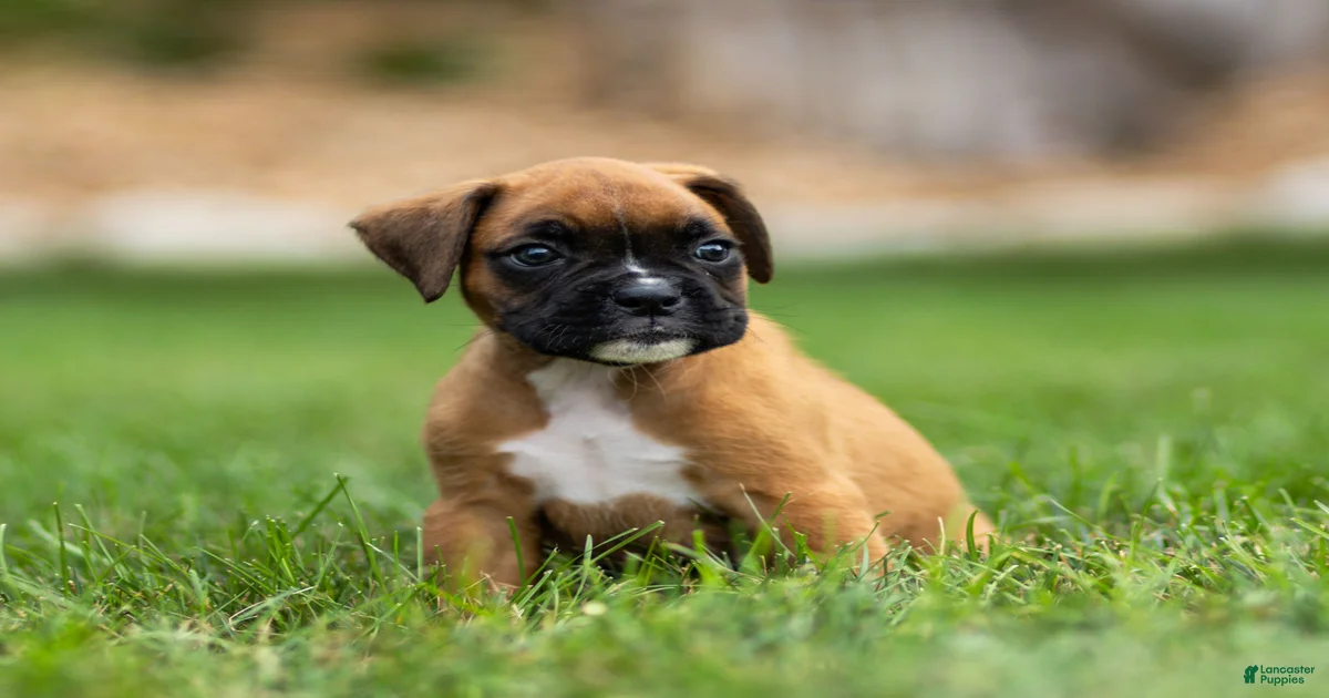 Boxer Puppies for sale in Lancaster, Pennsylvania | Lancaster Puppies