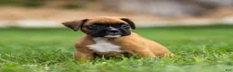 Boxer dogs for sale: Nettie Boxer  - Ad 1
