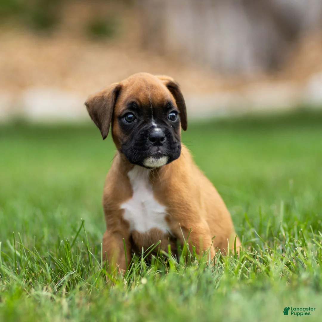 Boxer dogs for sale: Nettie Boxer  - Ad 1