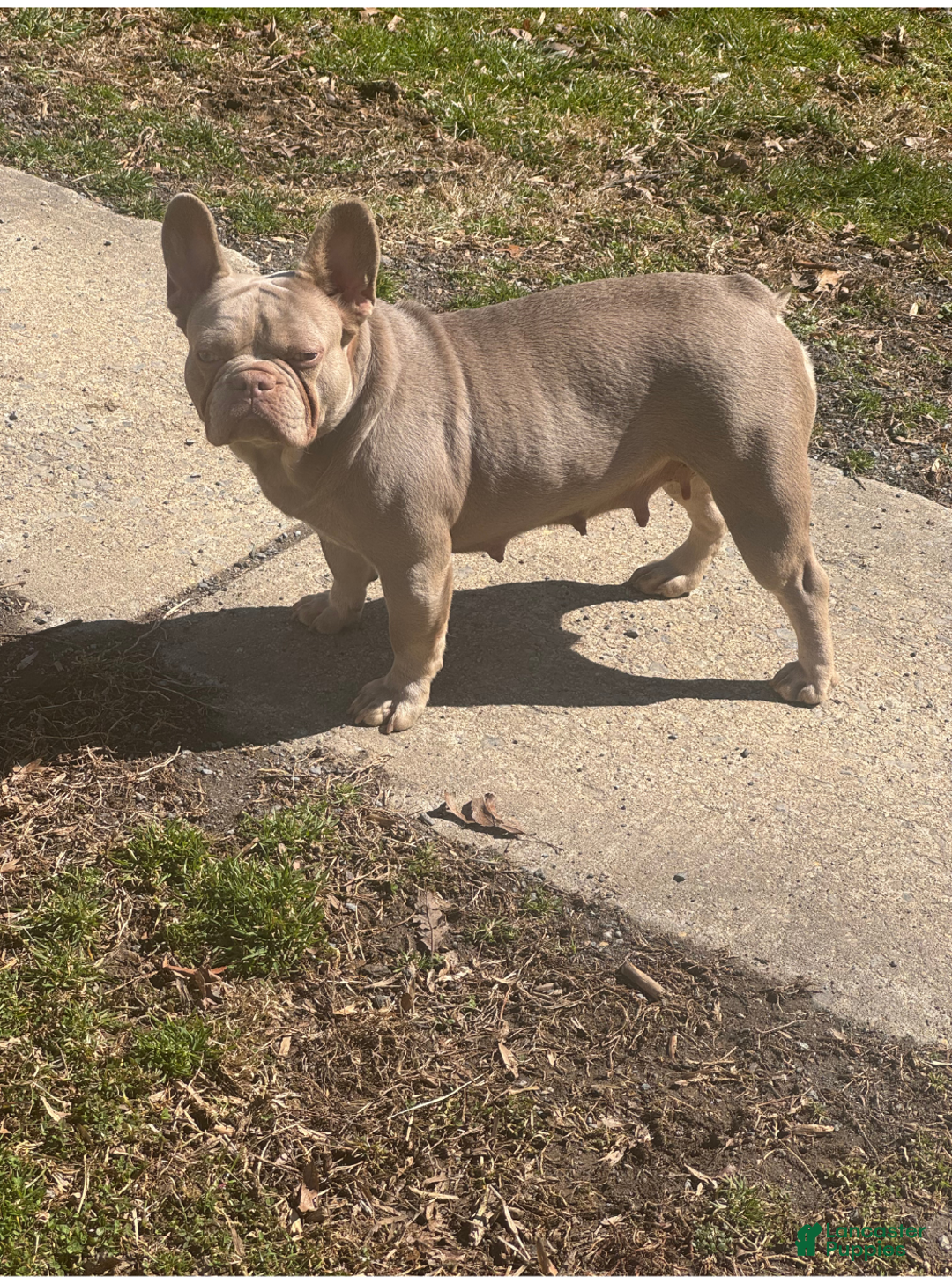 French Bulldog dogs for sale: French Bulldog Puppy 5 - Ad 4