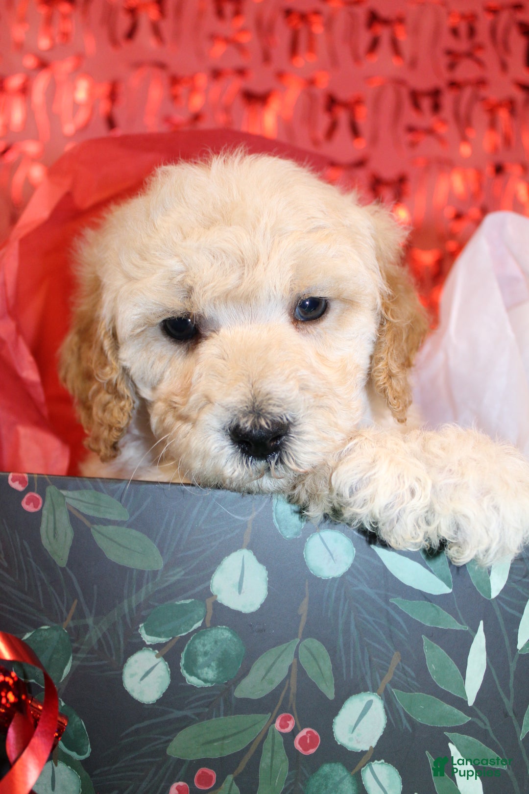 Miniature Poodle dogs for sale: Mr Wilson - Ad 5