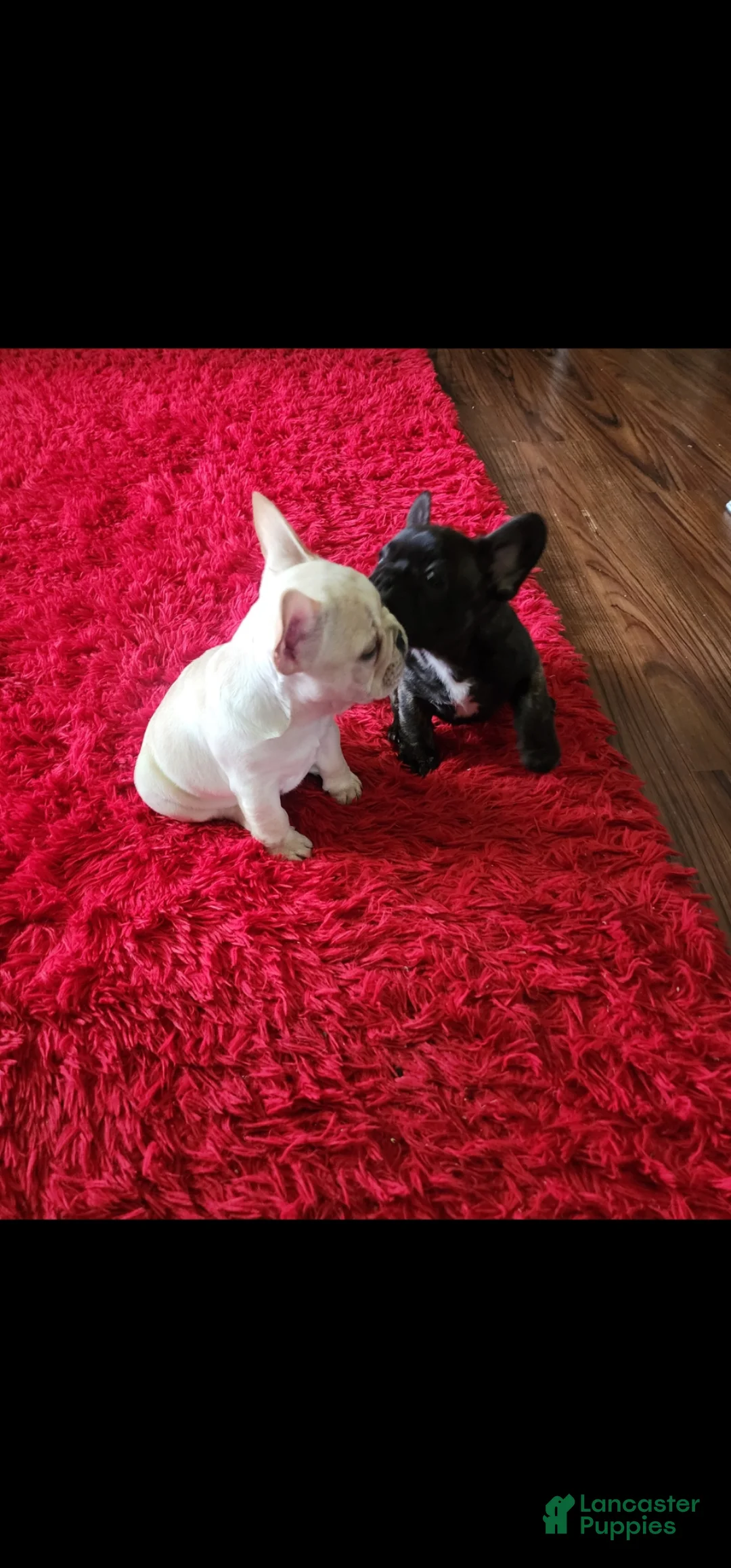 French Bulldog dogs for sale: French Bulldog Puppy 2 - Ad 2