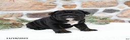 English Bulldog dogs for sale: Bonnie - Ad 4