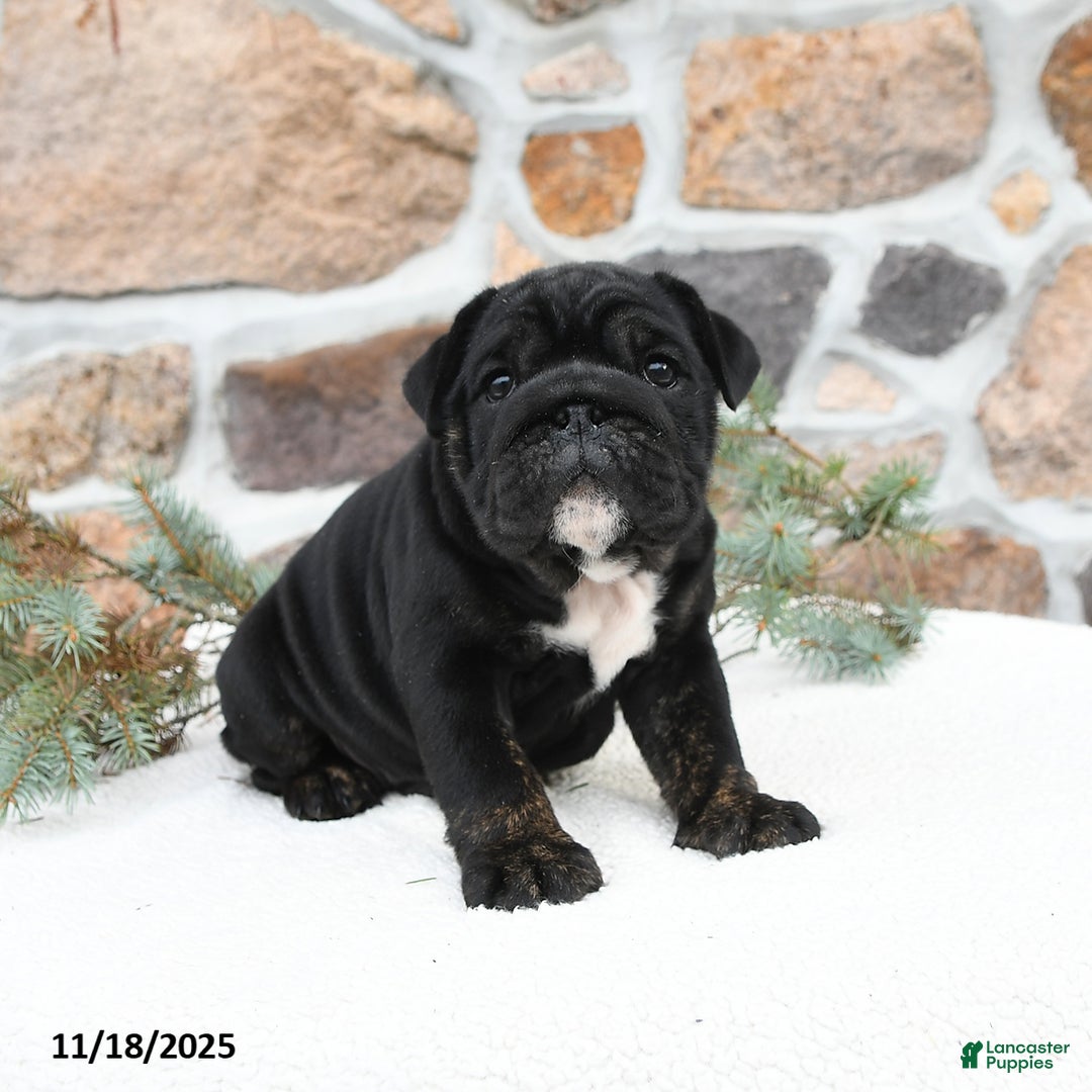 English Bulldog dogs for sale: Bonnie - Ad 4