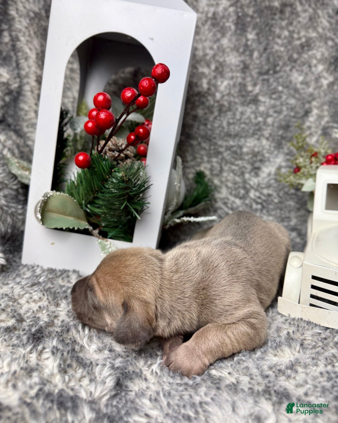 Great Dane dogs for sale: Ginny Weasley - Ad 4