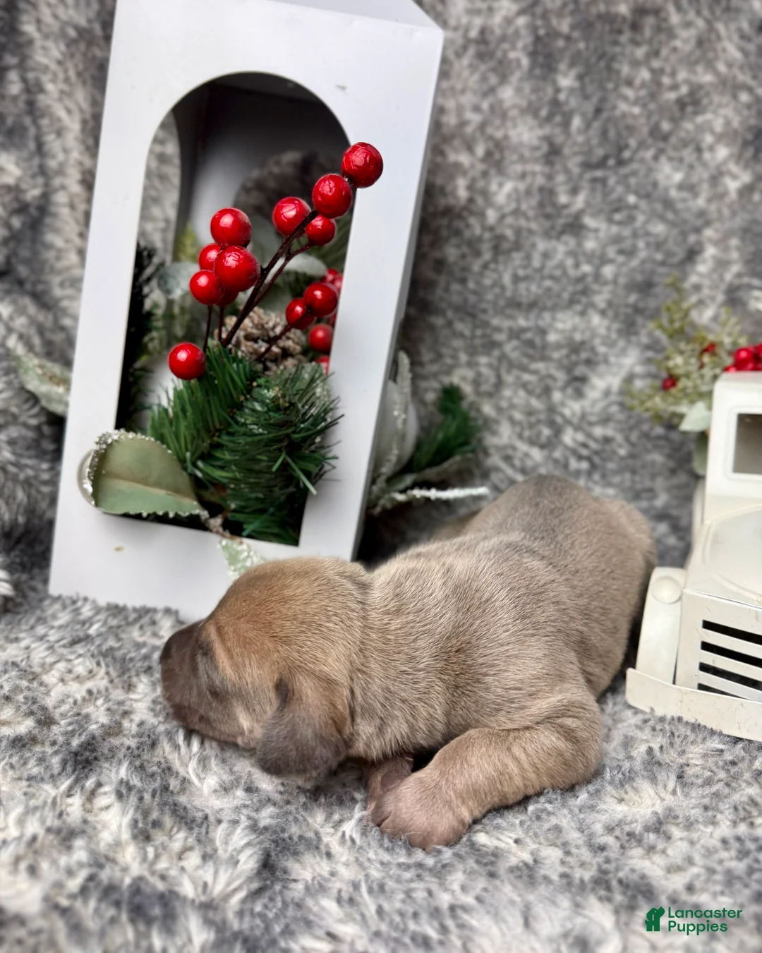 Great Dane dogs for sale: Blue fawn (Heavy Euro) - Ad 15