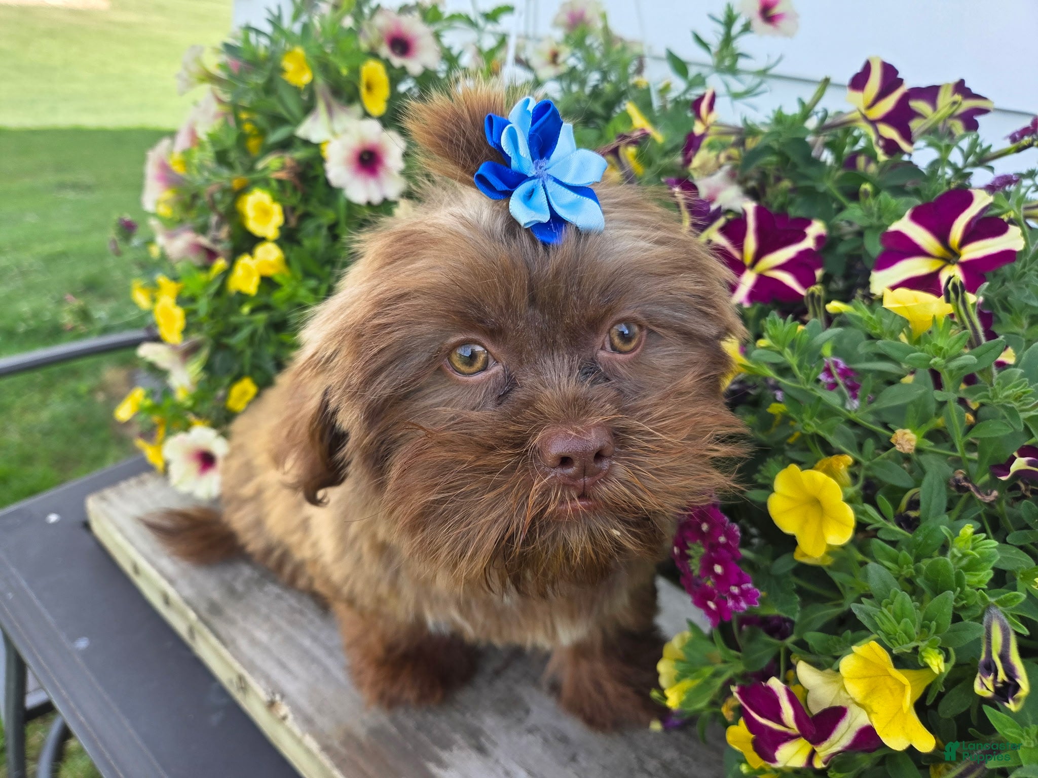 Teddy Bear dogs Maverick - Ad 2
