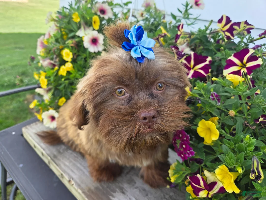 Teddy Bear dogs for sale: Maverick - Ad 2