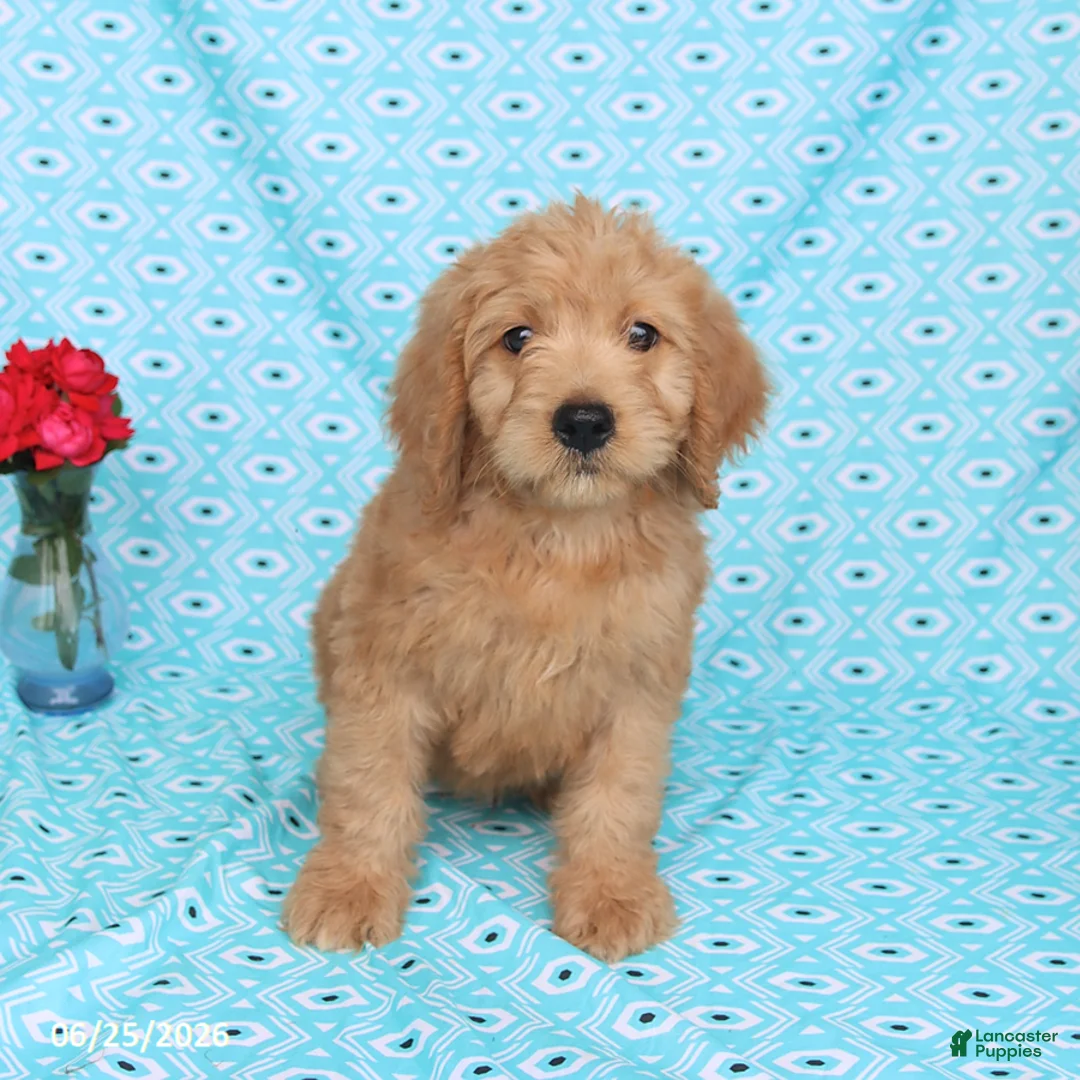 Goldendoodle dogs for sale: Teddy - Ad 5