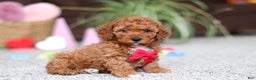 Cavapoo dogs for sale: Austin - Ad 4