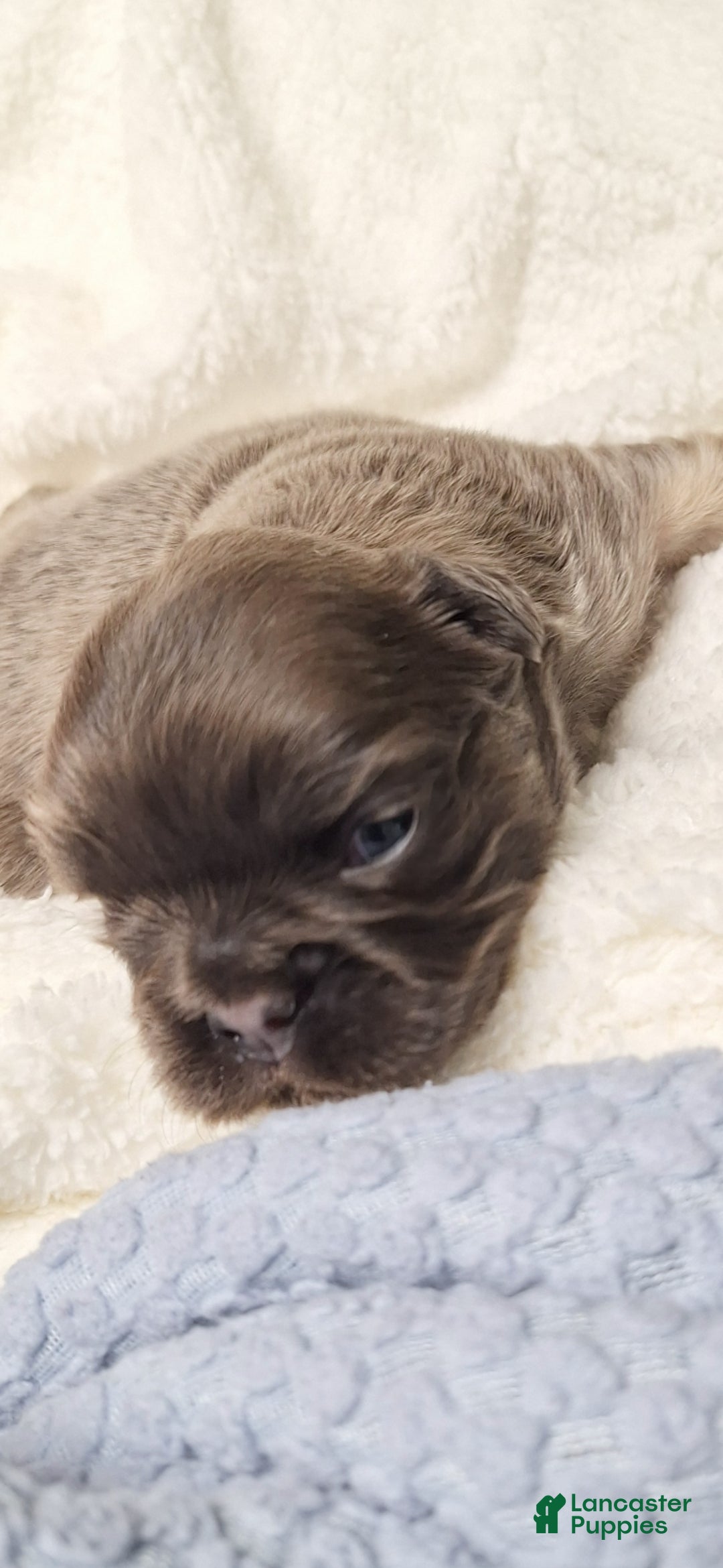 French Bulldog dogs for sale: Fade  - Ad 5