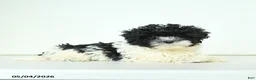 Havapoo dogs for sale: Hazel - Ad 5