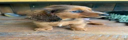 Miniature Dachshund dogs for sale: Bo - Ad 8