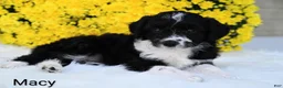 Mini Aussiedoodle dogs for sale: Macy - Ad 3