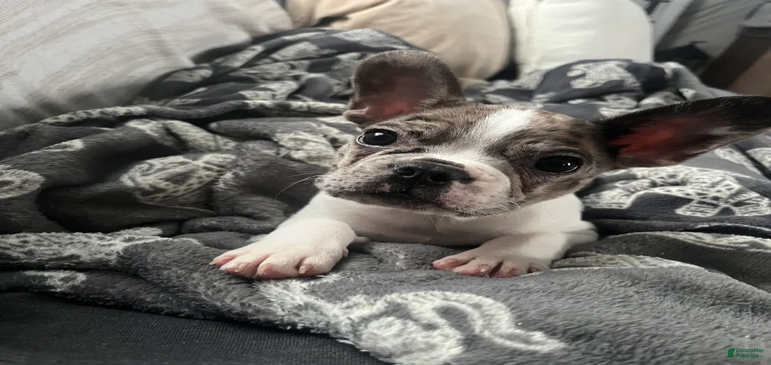 Gallery Image {{count}}