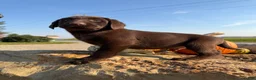 Labrador Retriever dogs for sale: Raptor - Ad 2