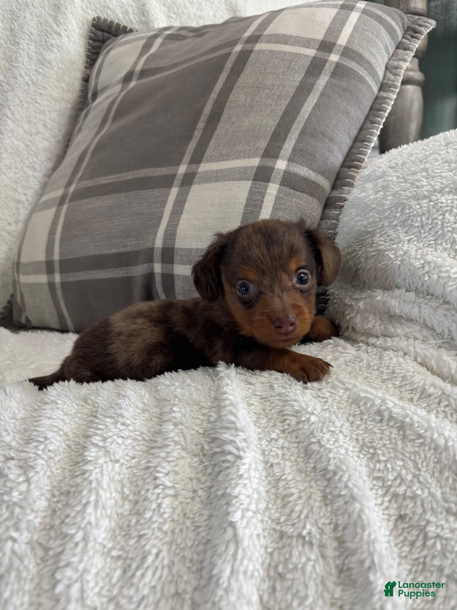 Miniature Dachshund dogs Puppy 2 - Ad 2