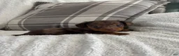 Miniature Dachshund dogs for sale: Puppy 2 - Ad 2