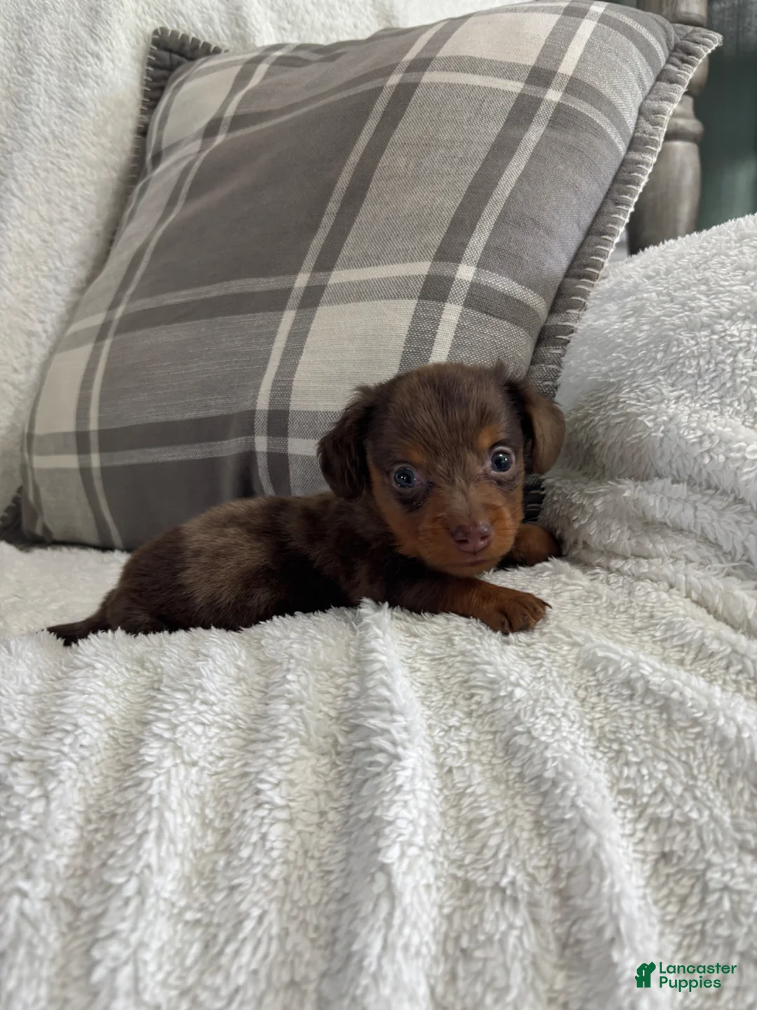 Miniature Dachshund dogs for sale: Puppy 2 - Ad 2