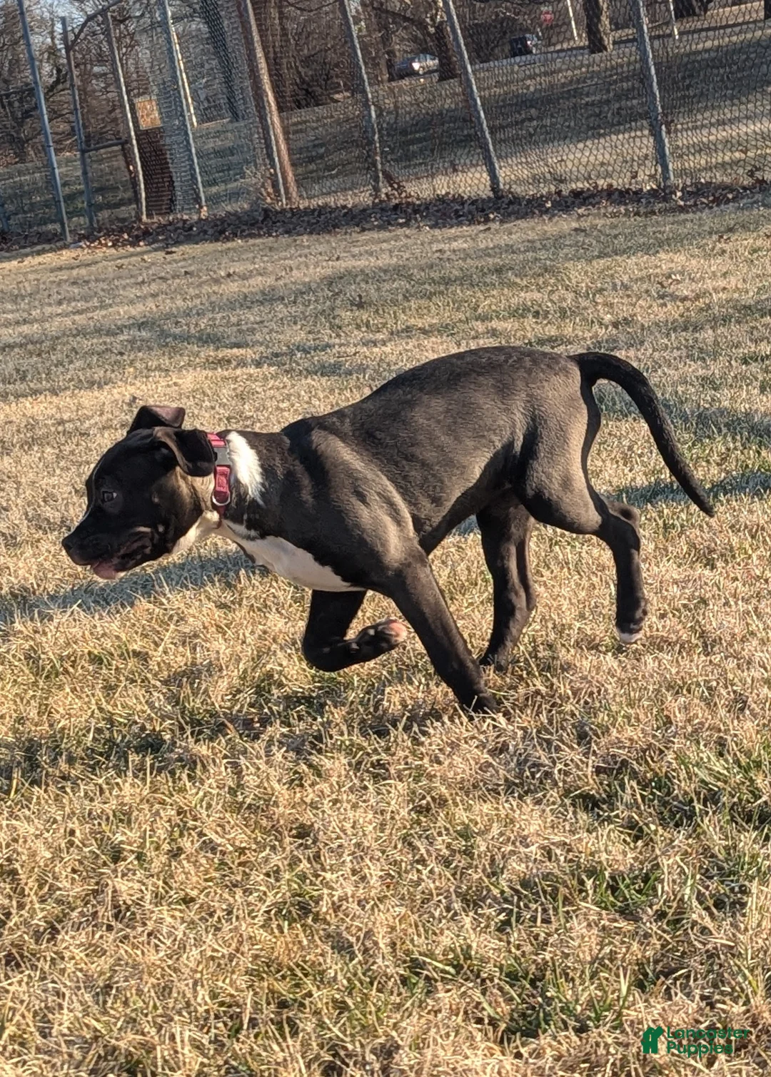 American Bully dogs for sale: Rage - Ad 12