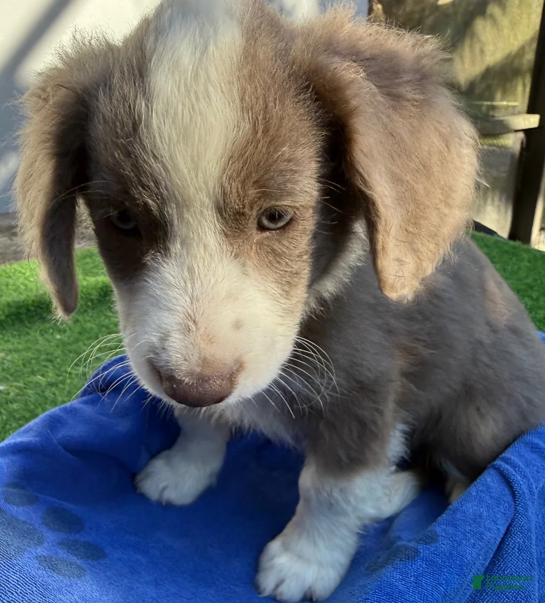 Mini Aussiedoodle dogs for sale: Logan - Ad 3