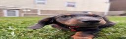 Miniature Dachshund dogs for sale: Tater - Ad 3
