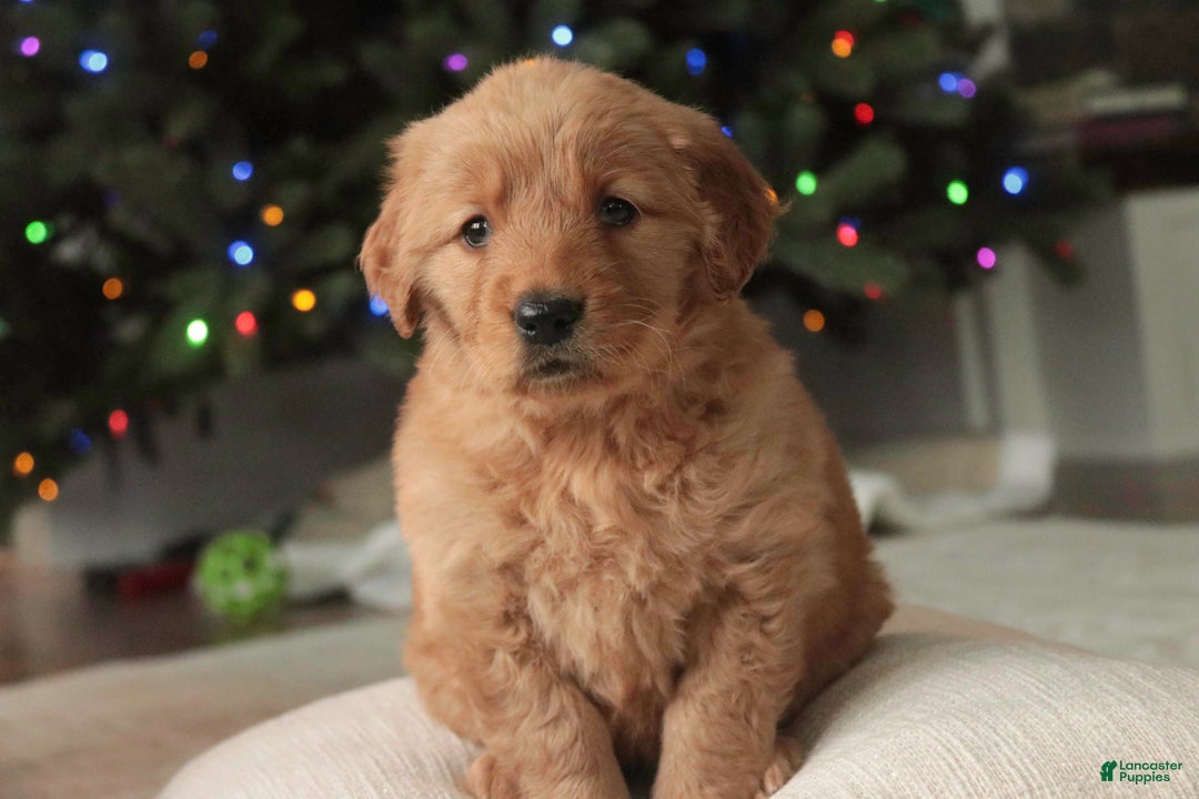 Golden Retriever dogs for sale: Serenity - AKC - Ad 7