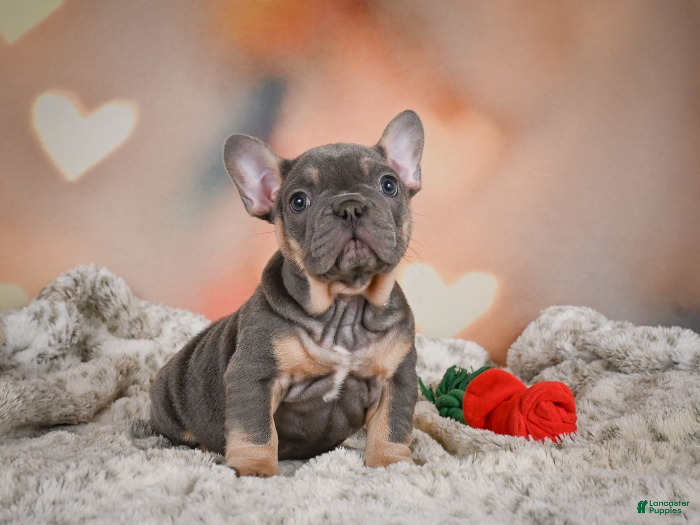 French Bulldog dogs Adam - Ad 1