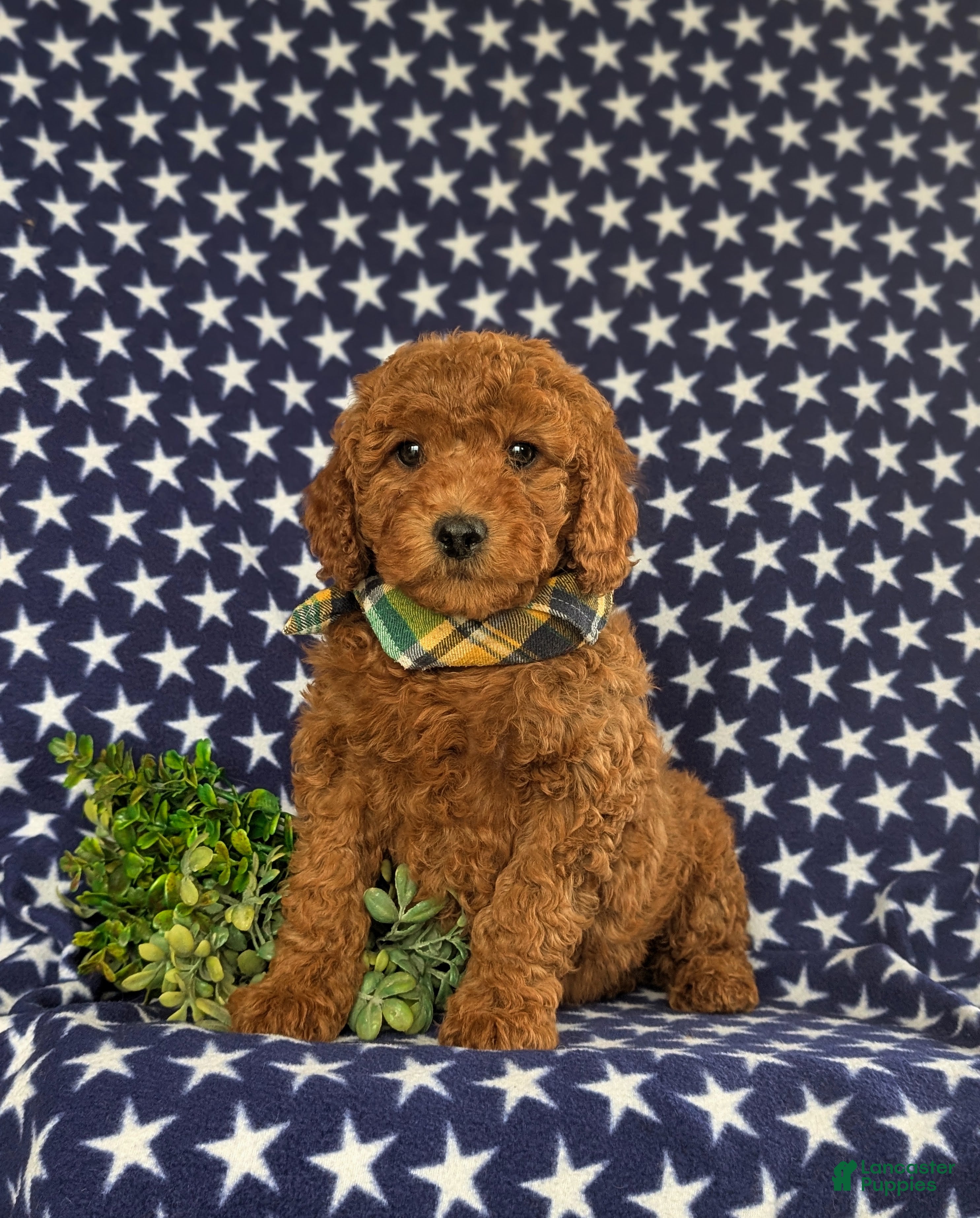 Cavapoo dogs Jack Hypoallergenic - Ad 2
