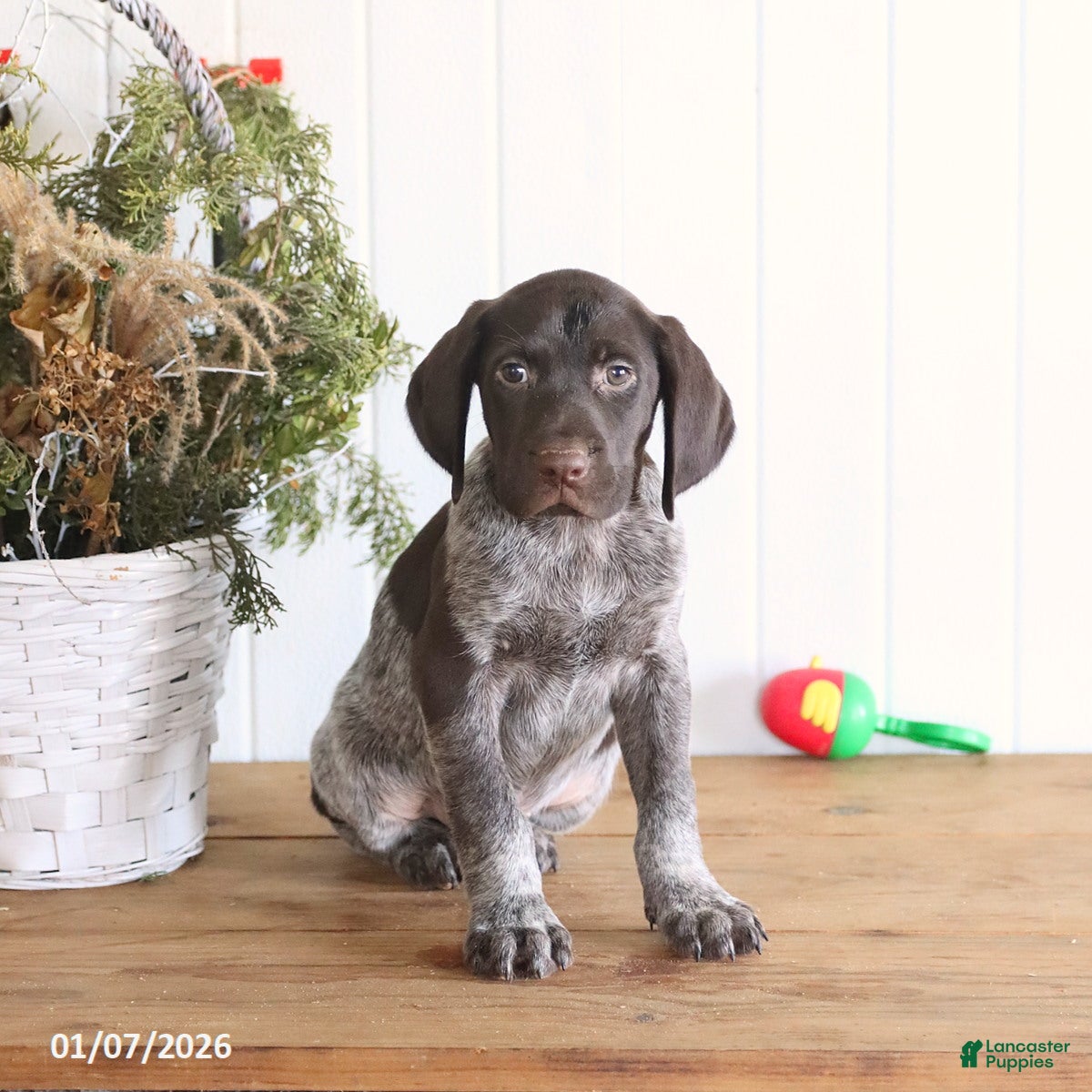 German Shorthaired Pointer dogs Gunner - Ad 15