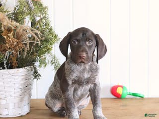 German Shorthaired Pointer dogs Gunner - Ad 27