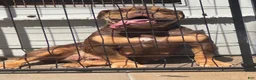 Olde English Bulldogge dogs for sale: Olde English Bulldogge 1 - Ad 3