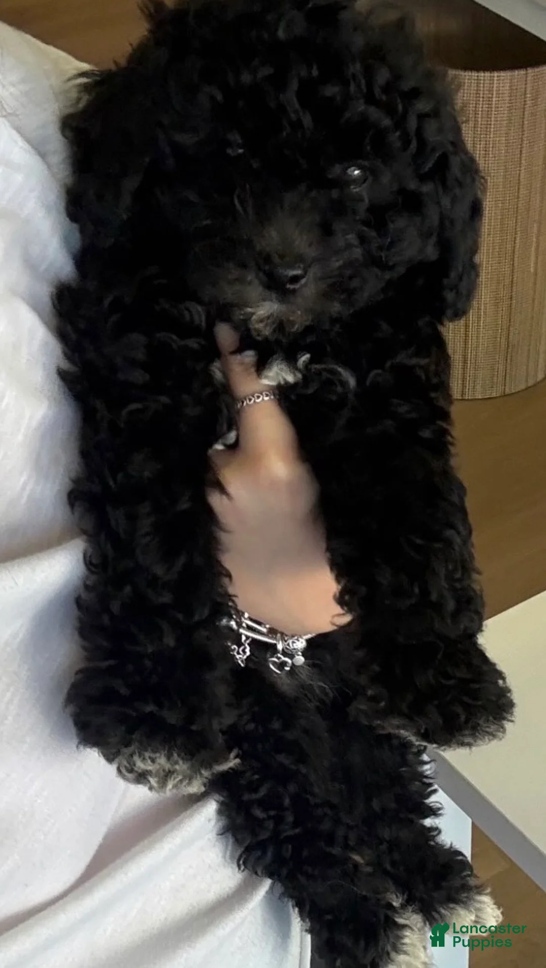 Maltipoo dogs for sale: Mixed Breed Puppy 1 - Ad 1