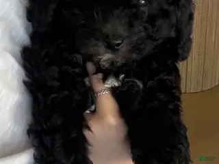 Maltipoo dogs Mixed Breed Puppy 1 - Ad 11